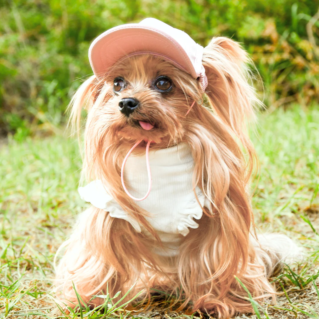 10 Must-Have Dog Summer Accessories Every Australian Dog Owner Needs