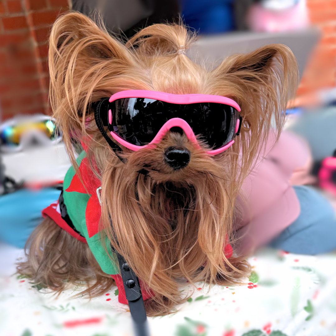 Doggles (Tiny-Medium Dogs)