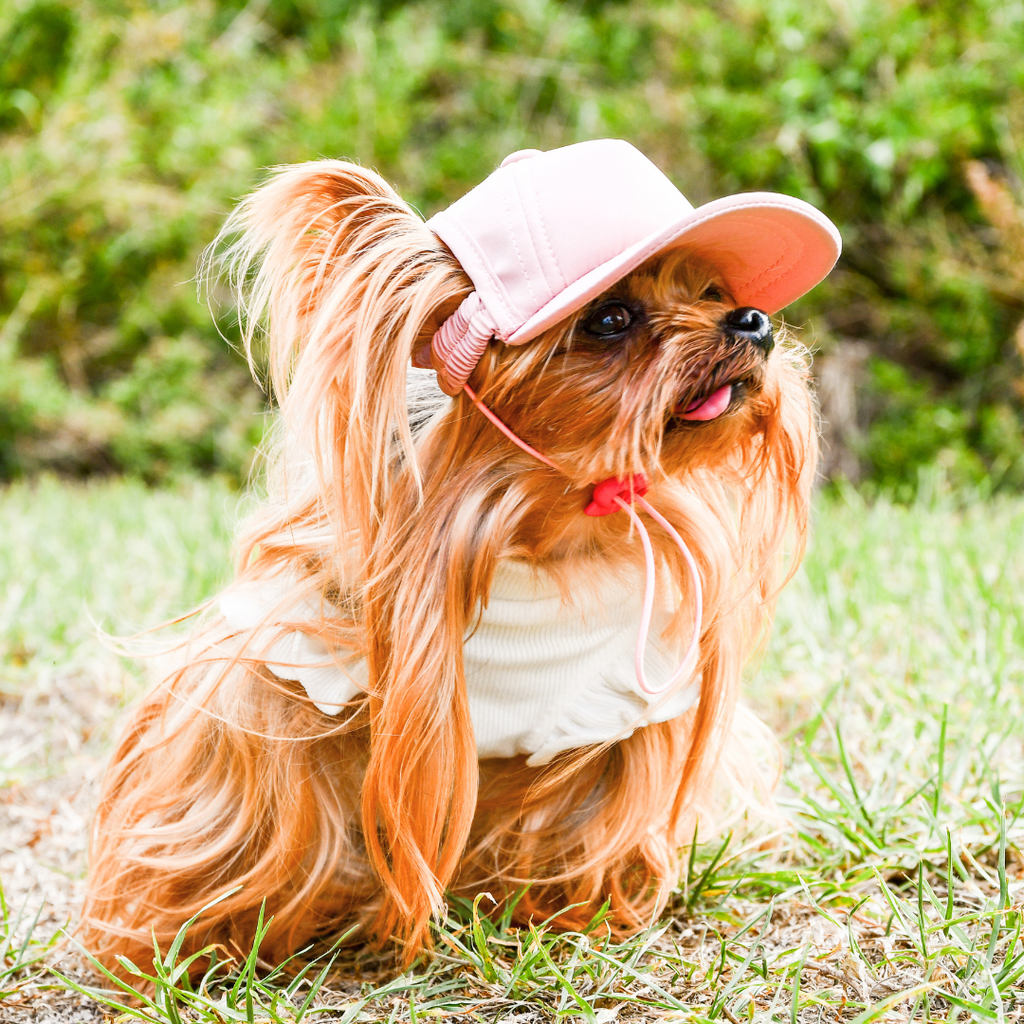 Dog Sun Cap