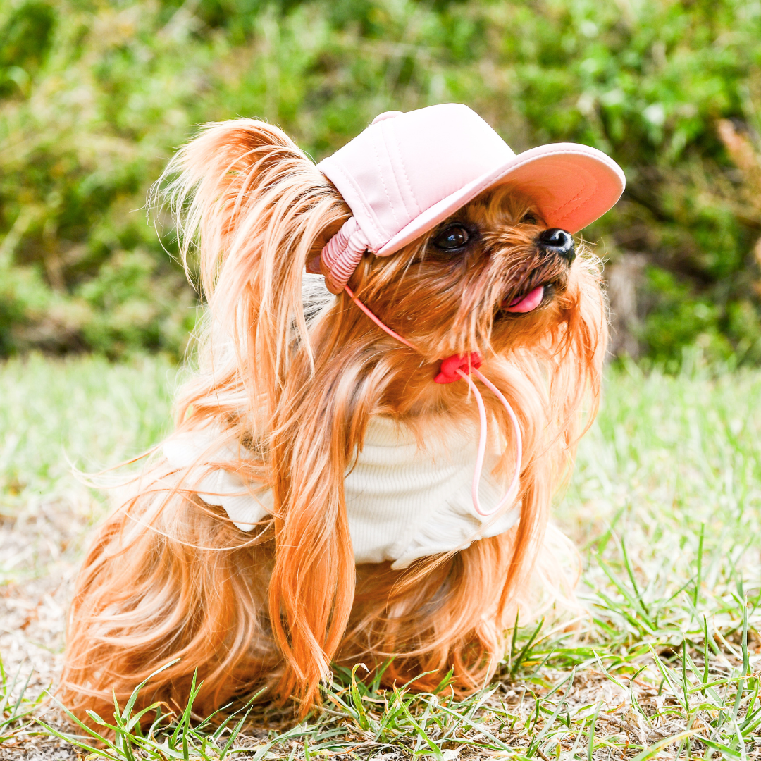 Dog Sun Cap