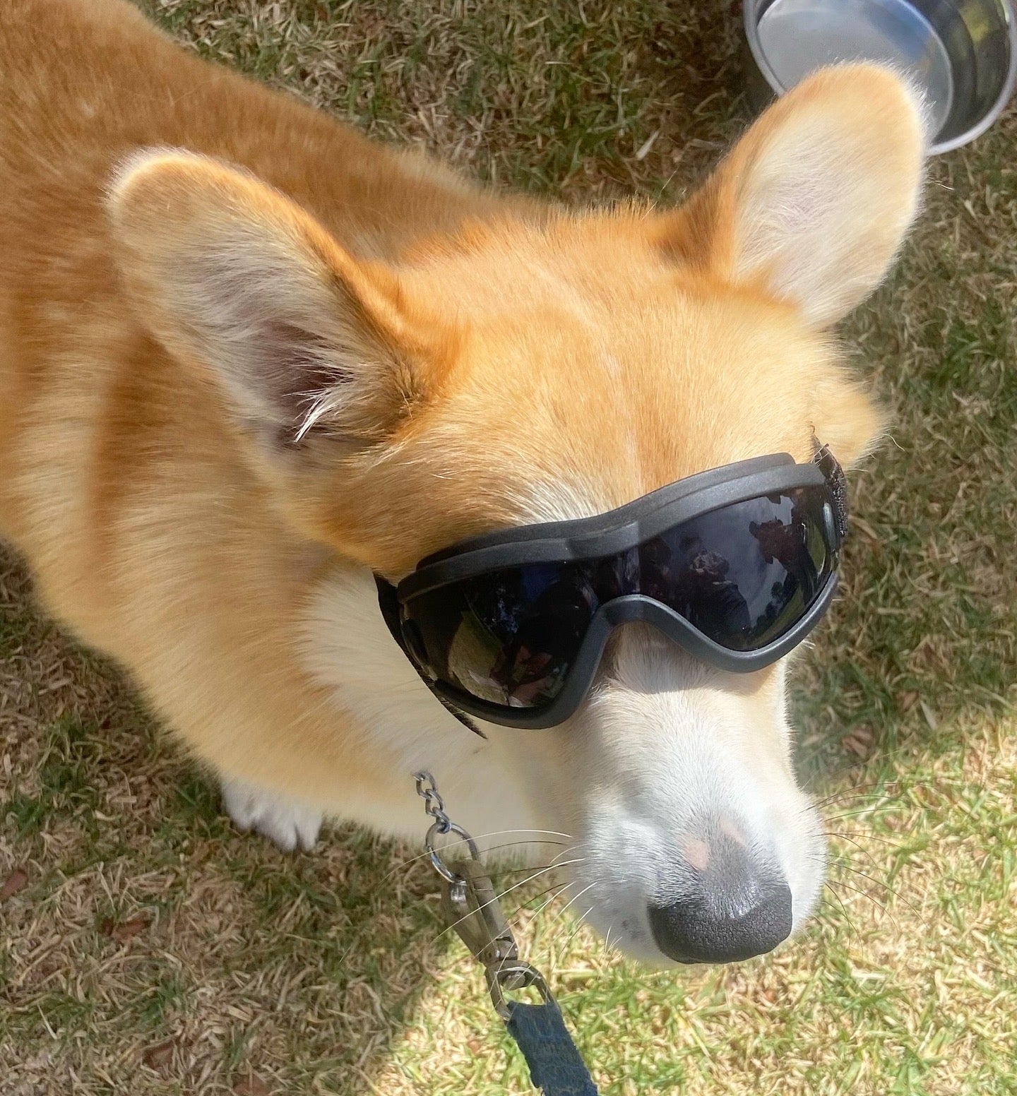 Doggles (M-L Dogs)