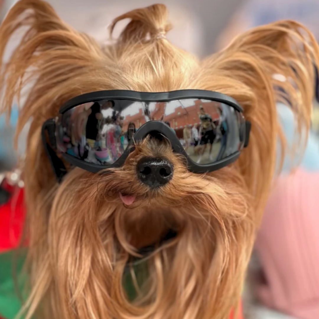 Doggles (Tiny-Medium Dogs)