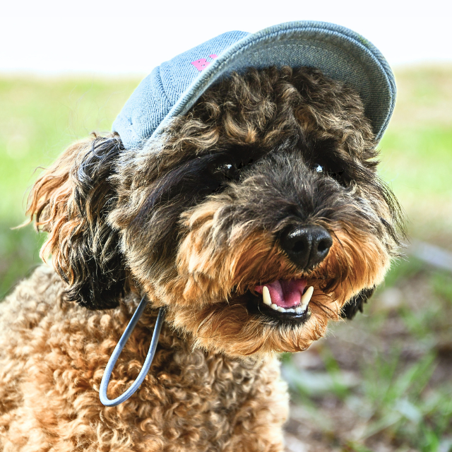 Dog wearing a blue cap outdoors on a grassy background
