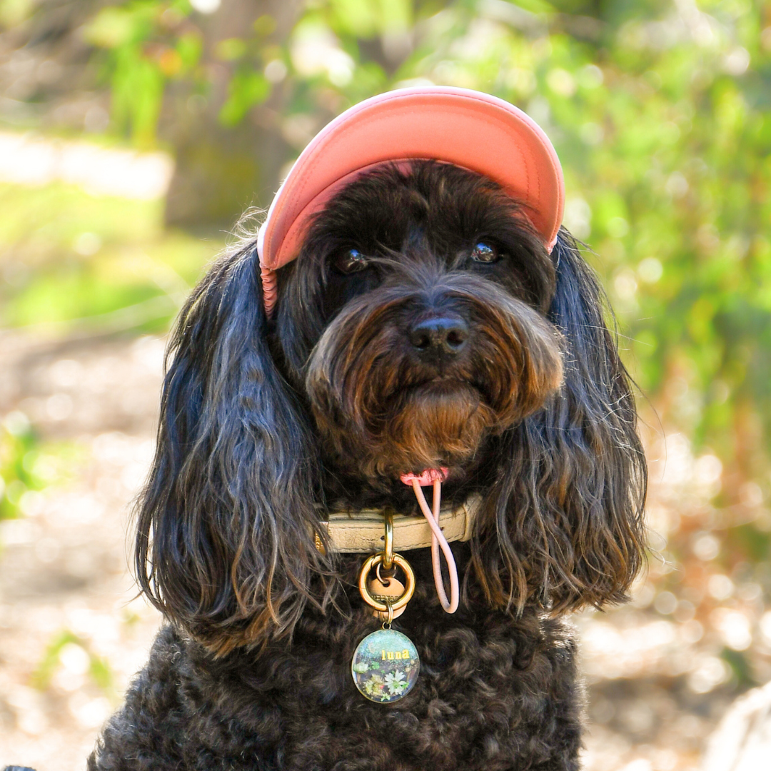 Dog Sun Cap
