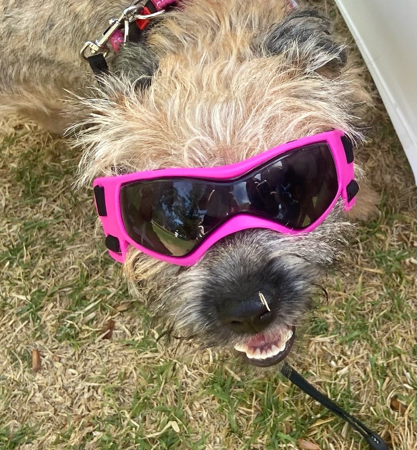 Doggles (XS-S Dogs)