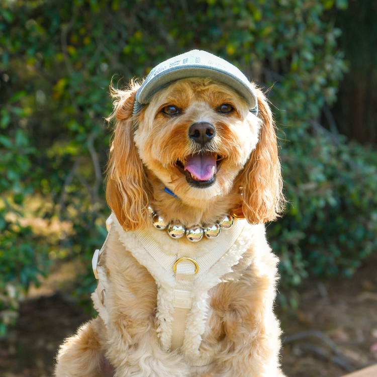 Dog Sun Cap