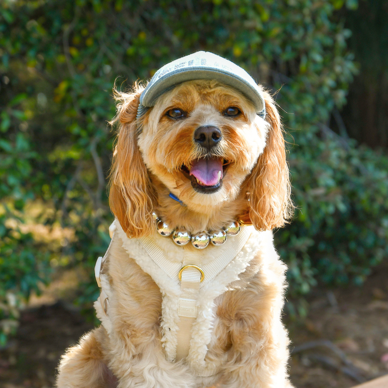 Dog Sun Cap