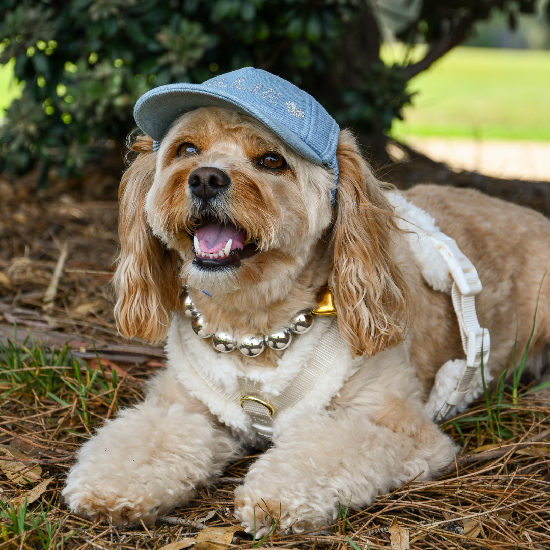 Personalised Dog Sun Cap