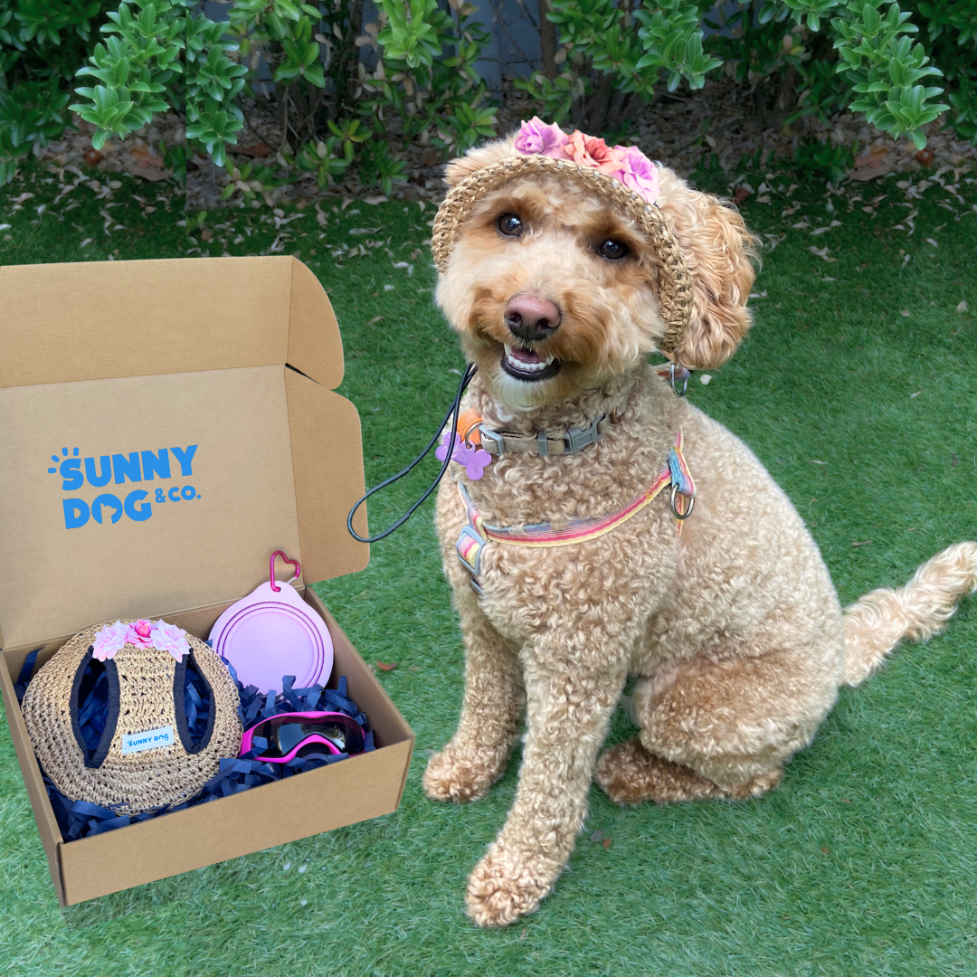 Outdoor Adventure Packs (Tiny/Small Dogs)