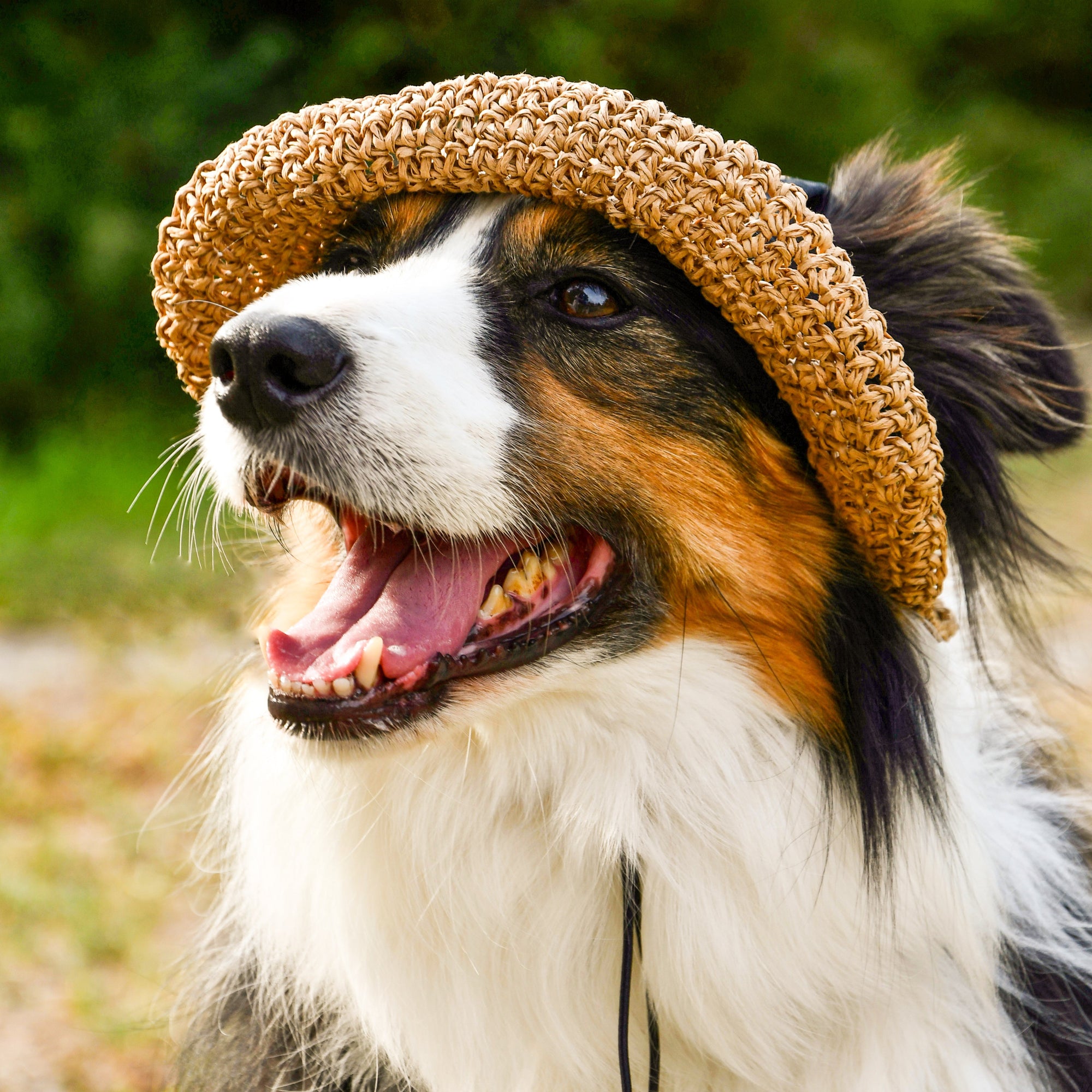 Dog Straw Hat
