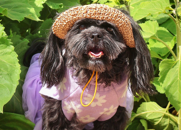 Dog wearing a pink outfit and straw hat among green leaves