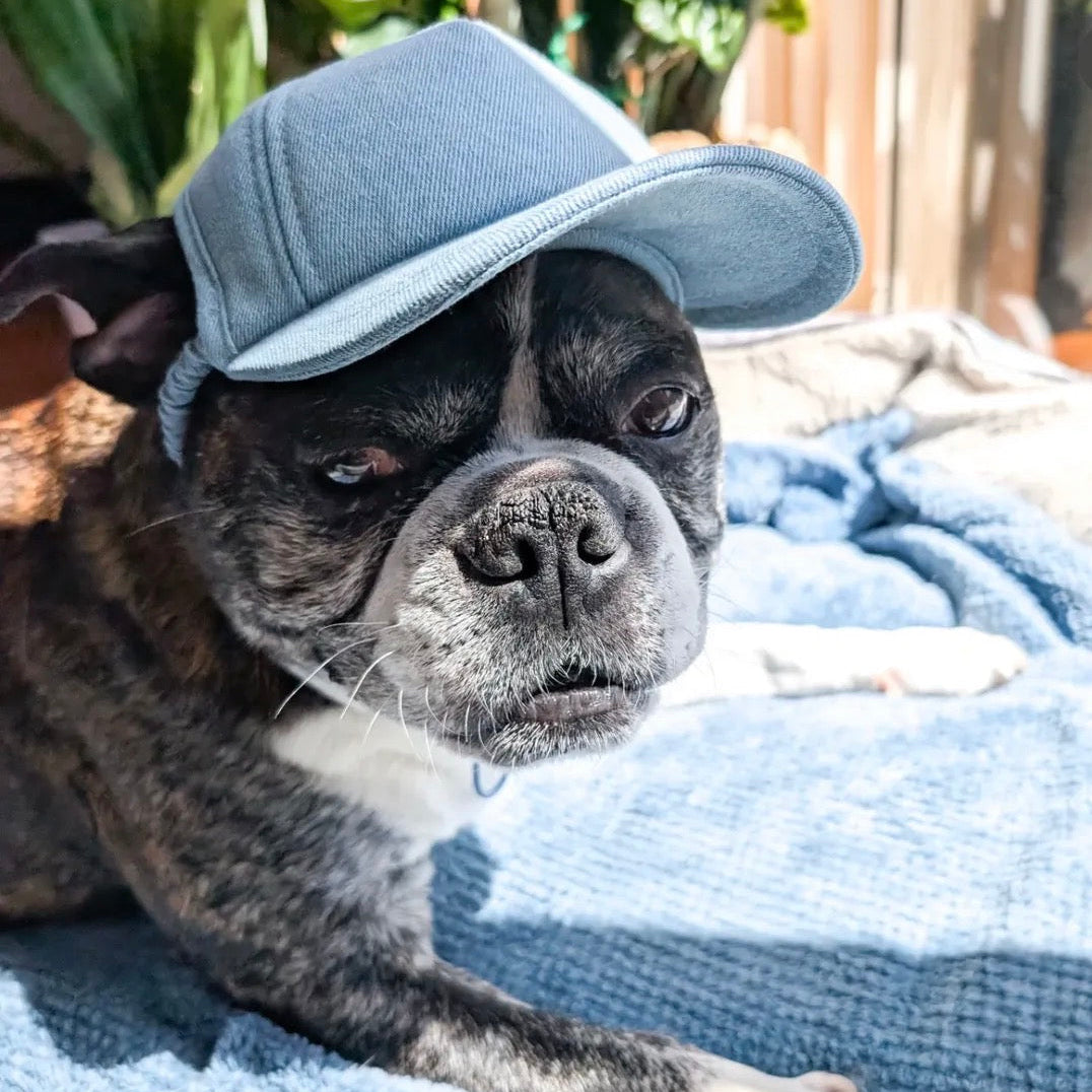 Dog wearing a blue cap lying on a blue blanket