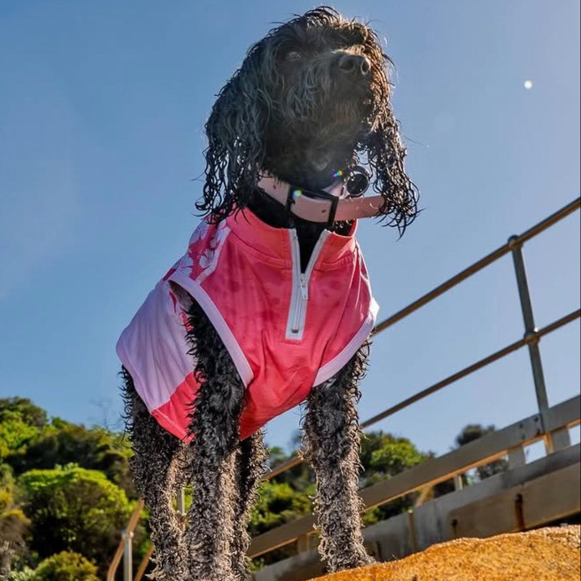 Dog Rash Shirt