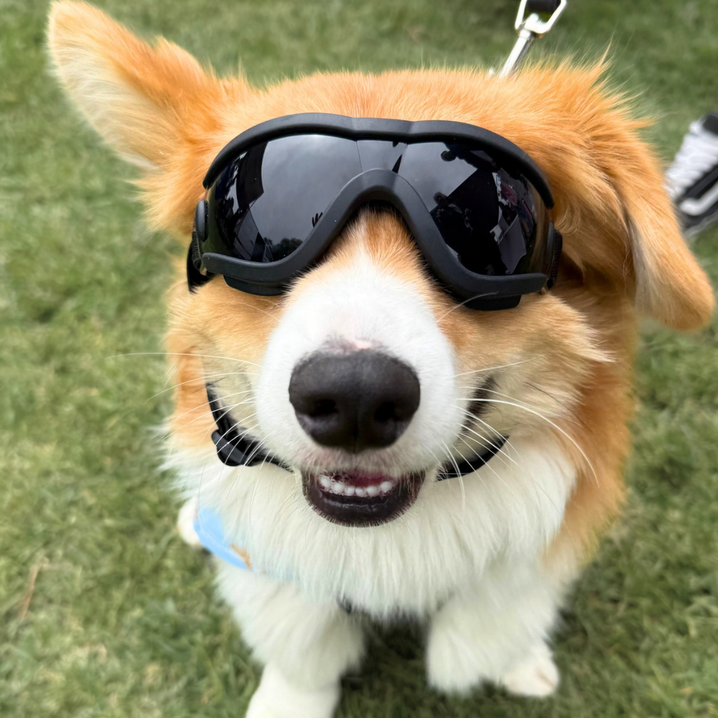 Doggles (XS-M Dogs)