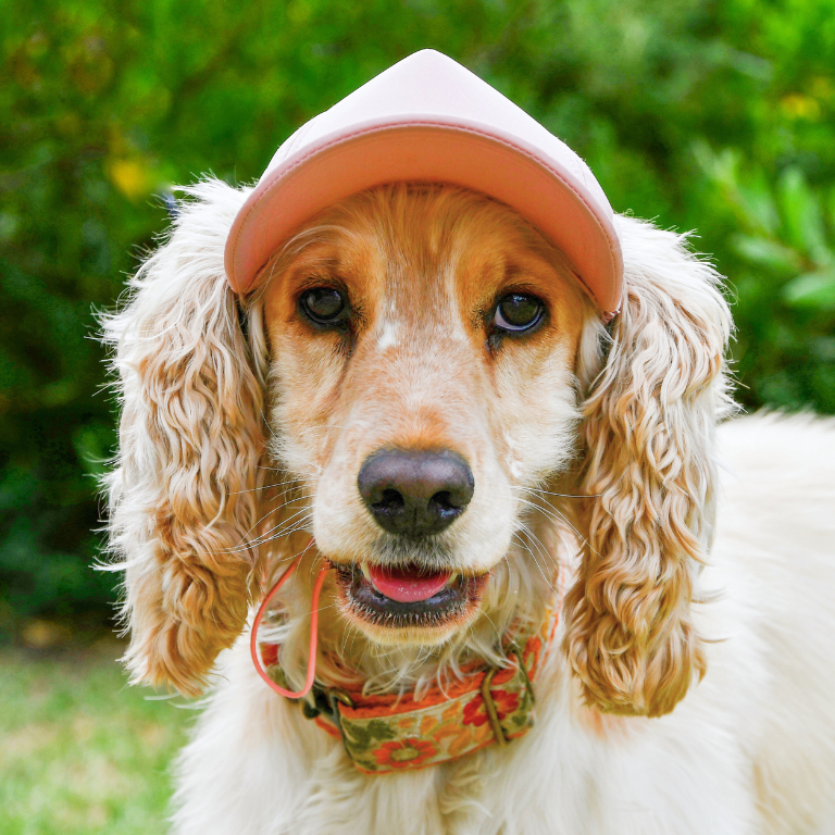 Dog Sun Caps *Pre Order Deposit*