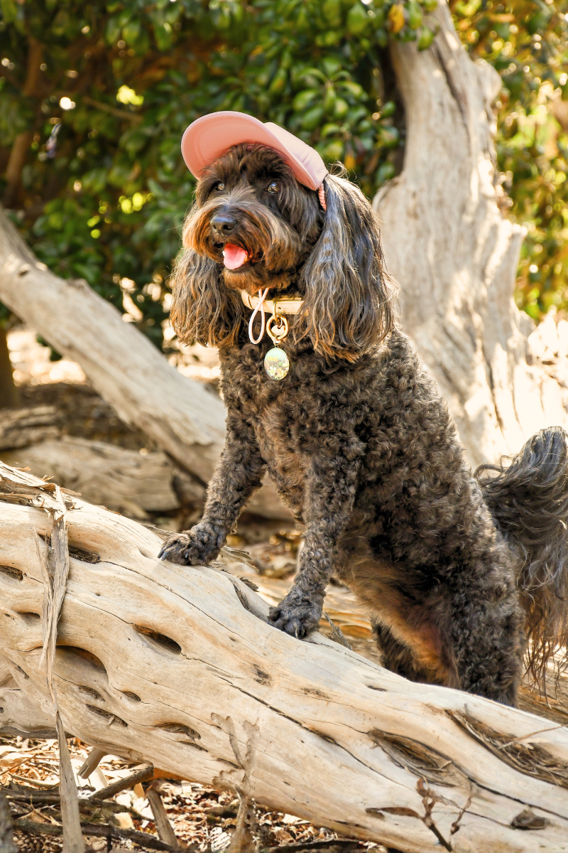 Dog Sun Cap Original