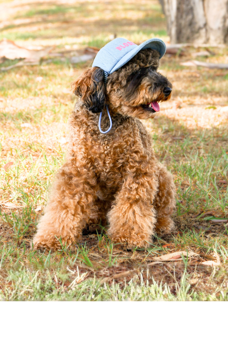 Personalised Dog Sun Cap