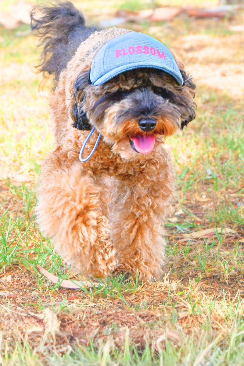 Personalised Dog Sun Cap