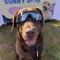Doggles (L/XL Dogs)