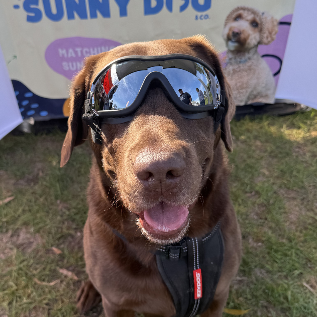 Doggles (L/XL Dogs)