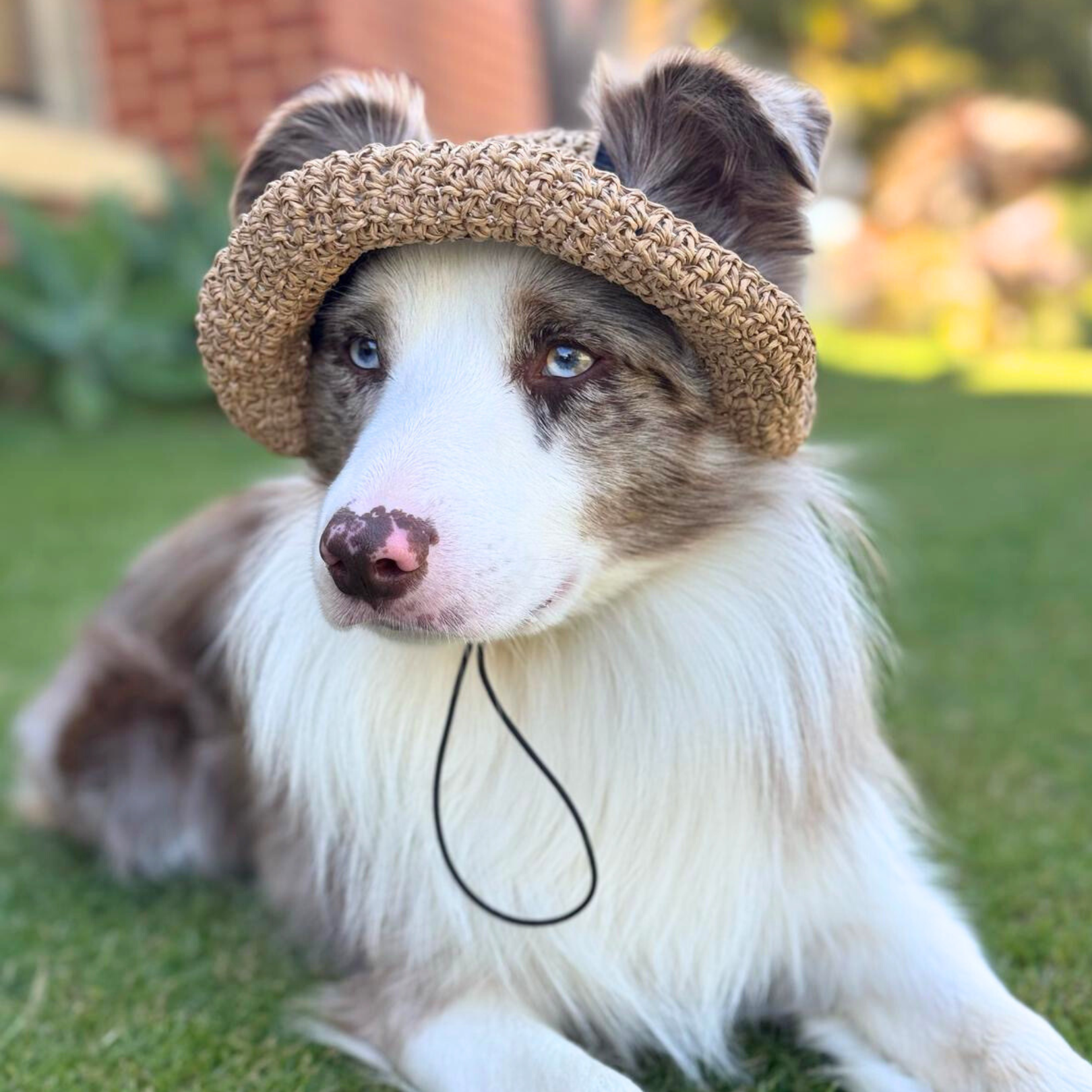 Dog Straw Hat
