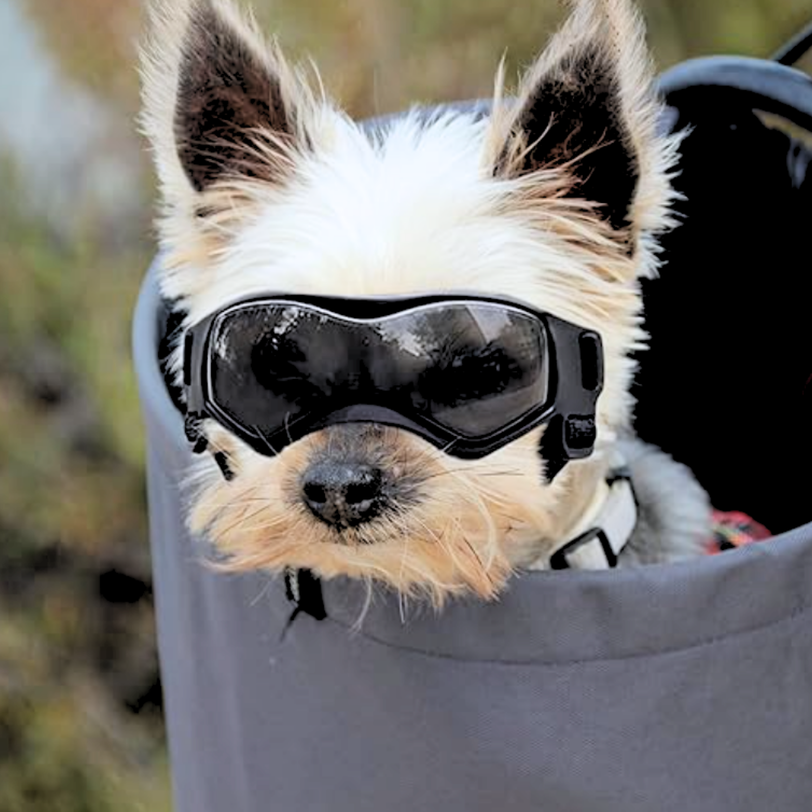 Doggles (XS-S Dogs)