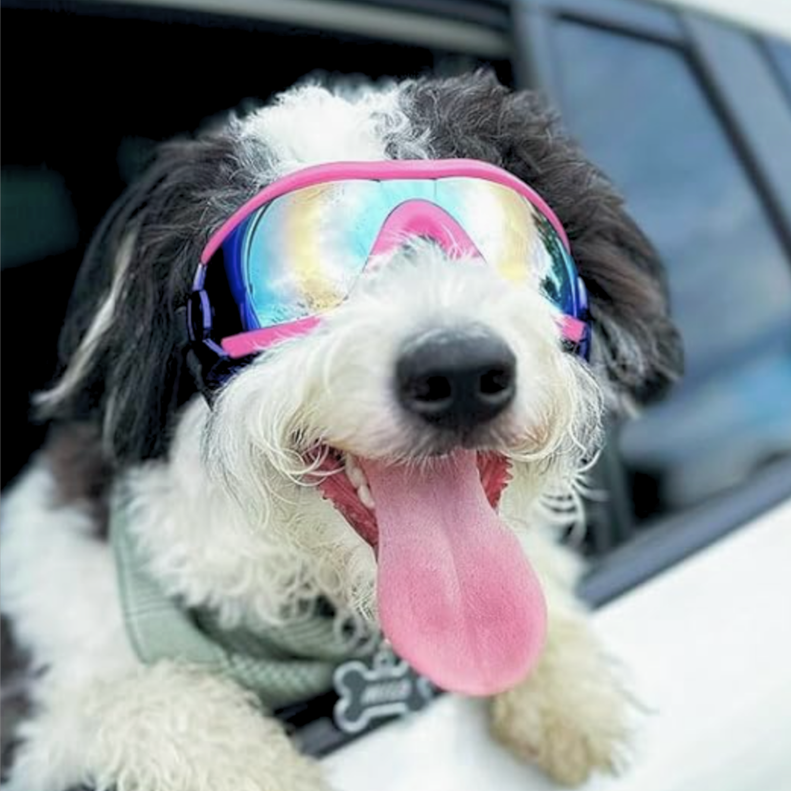 Doggles (M-L Dogs)