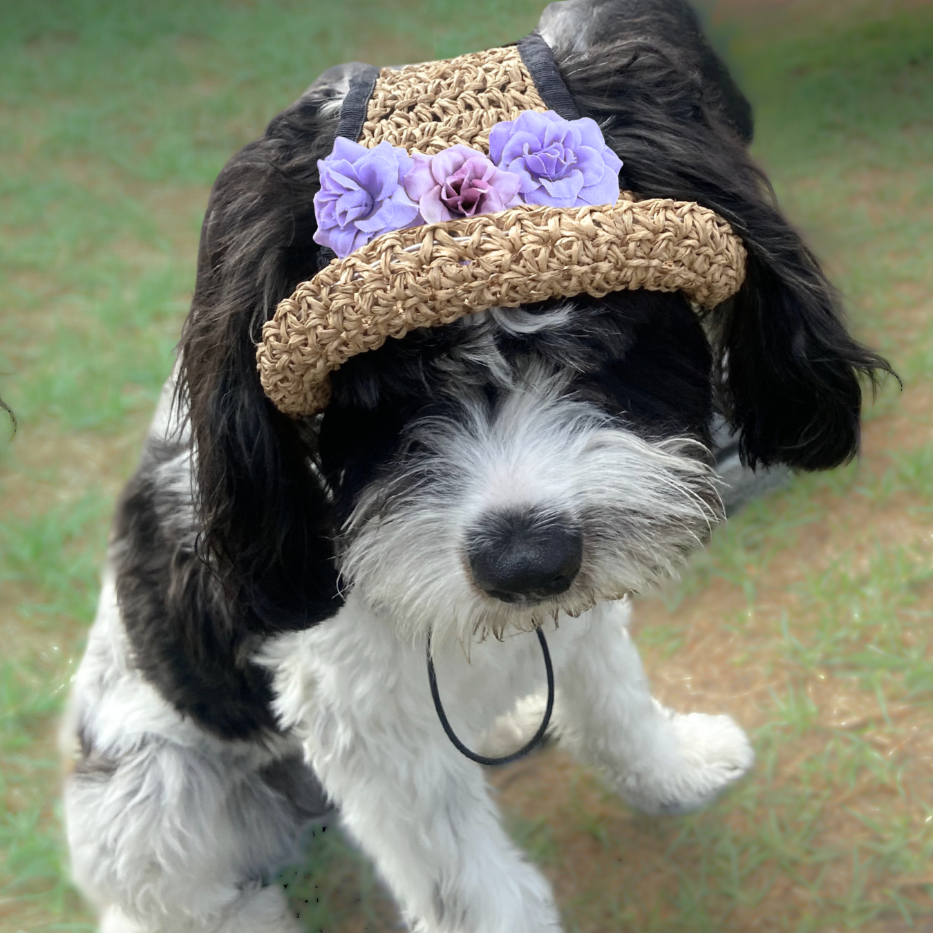 Dog Straw Hat with Flowers