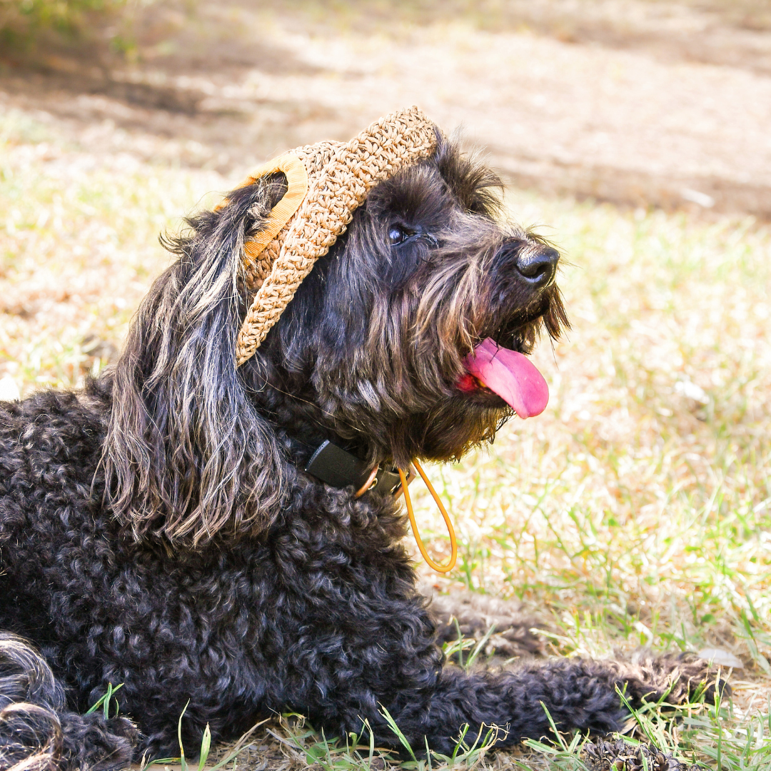 Dog Straw Hat