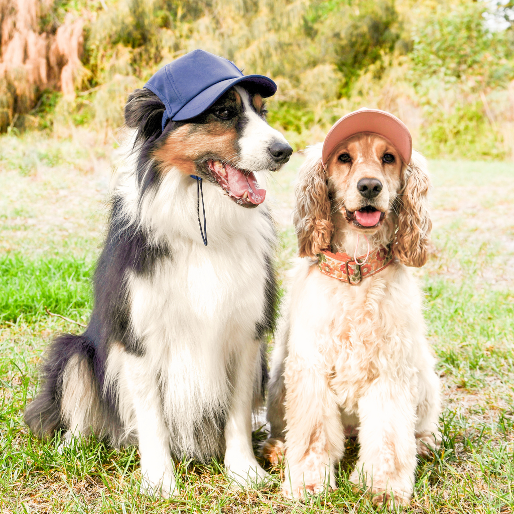Dog Sun Cap