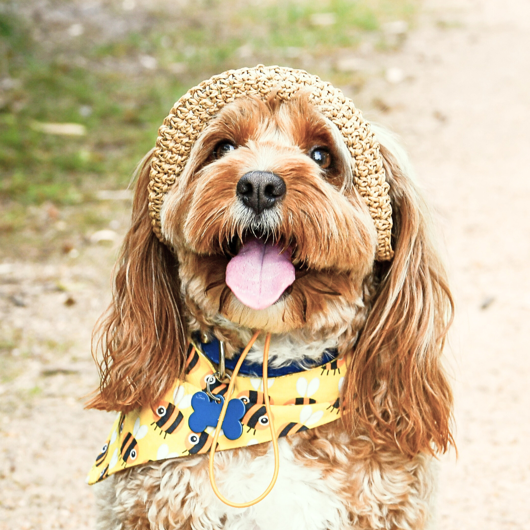 Dog Straw Hat