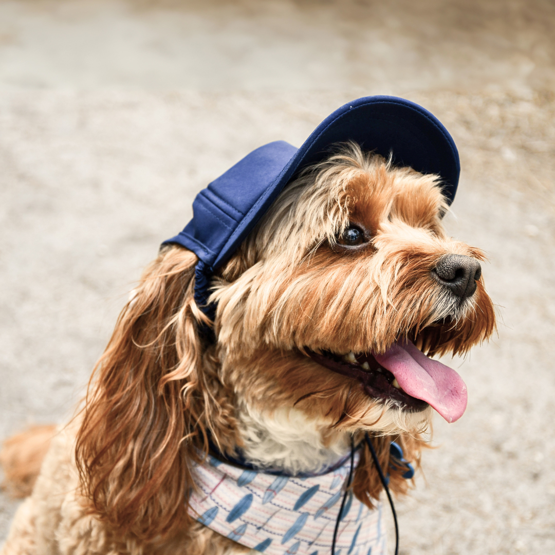 Dog Sun Cap - Original